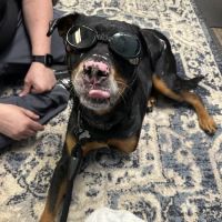 Integrated Veterinary A.R.T.S ico