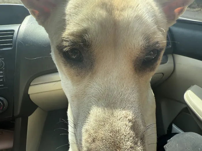 PawDoc Urgent Care Picture 1