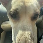 PawDoc Urgent Care