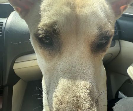 PawDoc Urgent Care
