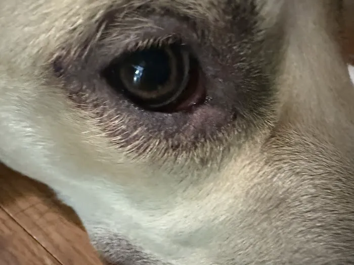PawDoc Urgent Care Picture 3
