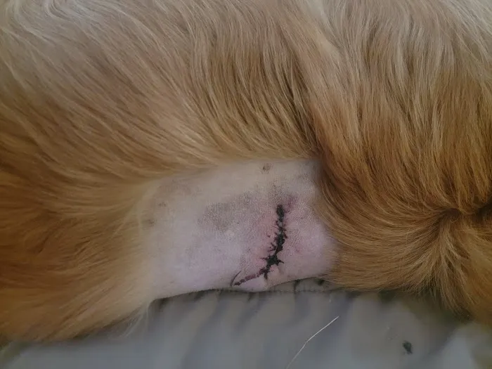 PawDoc Urgent Care Picture 2