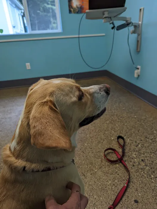 Cedar Creek Animal Clinic, A Thrive Pet Healthcare Partner Picture 2