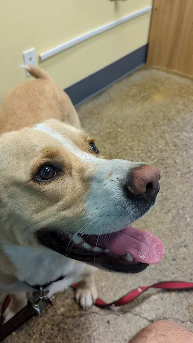 Cedar Creek Animal Clinic, A Thrive Pet Healthcare Partner Picture 1