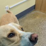 Cedar Creek Animal Clinic, A Thrive Pet Healthcare Partner