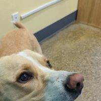 Cedar Creek Animal Clinic, A Thrive Pet Healthcare Partner ico