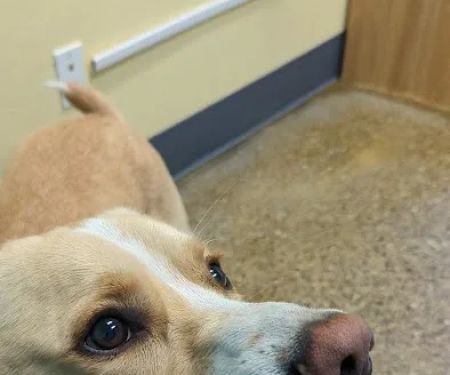 Cedar Creek Animal Clinic, A Thrive Pet Healthcare Partner
