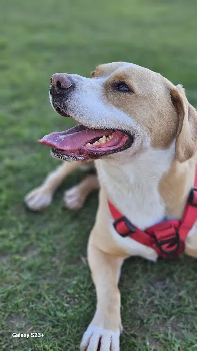 Cedar Creek Animal Clinic, A Thrive Pet Healthcare Partner Picture 4