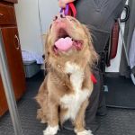 Good Neighbor Vet