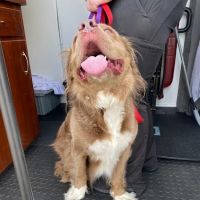 Good Neighbor Vet ico