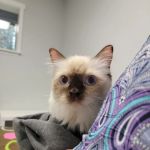 Willow Tree Animal Hospital