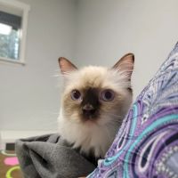 Willow Tree Animal Hospital ico