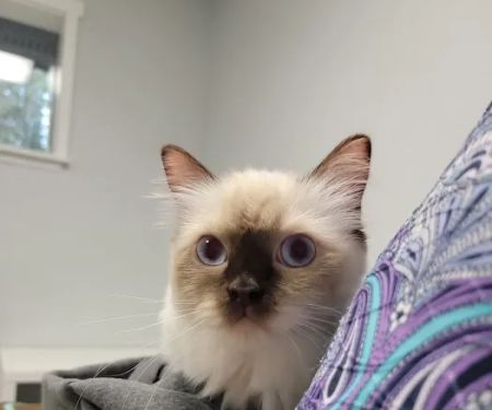 Willow Tree Animal Hospital