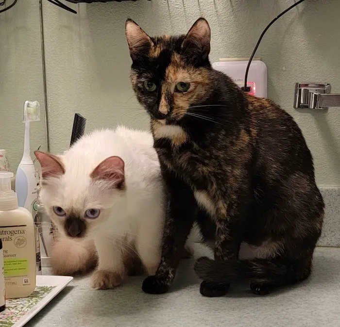 Willow Tree Animal Hospital Picture 2