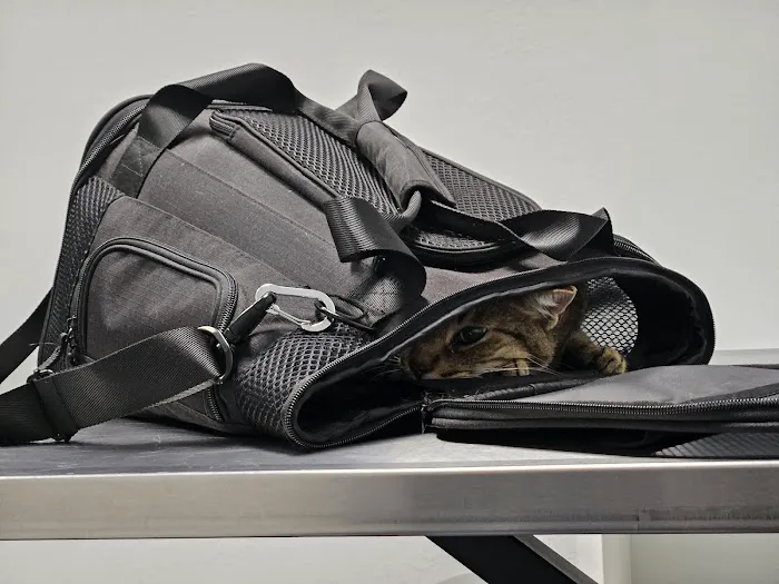 Willow Tree Animal Hospital Picture 4