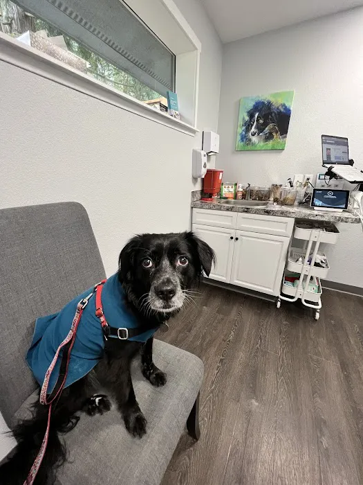 Willow Tree Animal Hospital Picture 7