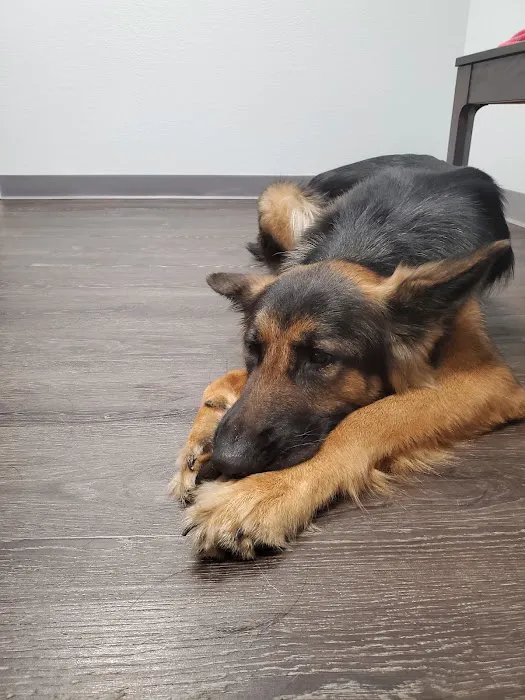 Willow Tree Animal Hospital Picture 10