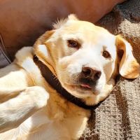 Woodside Animal Hospital ico