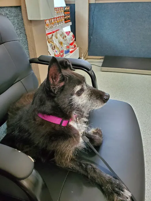 Woodside Animal Hospital Picture 9