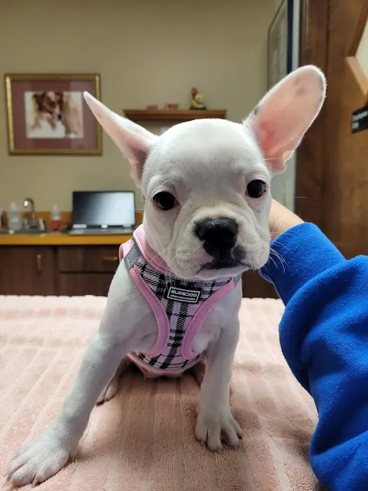 Woodside Animal Hospital Picture 6