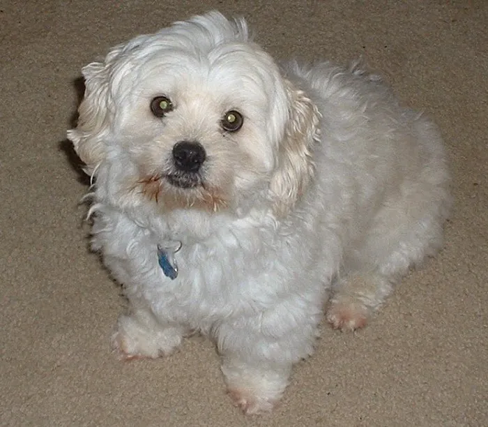 Woodside Animal Hospital Picture 10