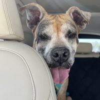 Quail Animal Hospital ico