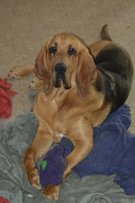 Canyon Animal Hospital Picture 4