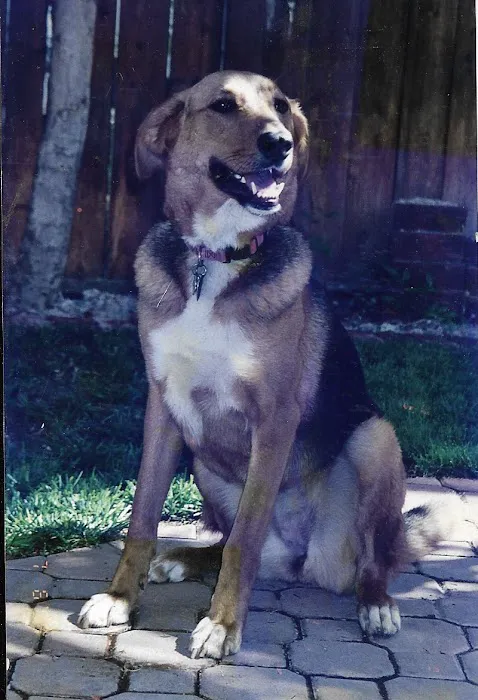 Canyon Animal Hospital Picture 5