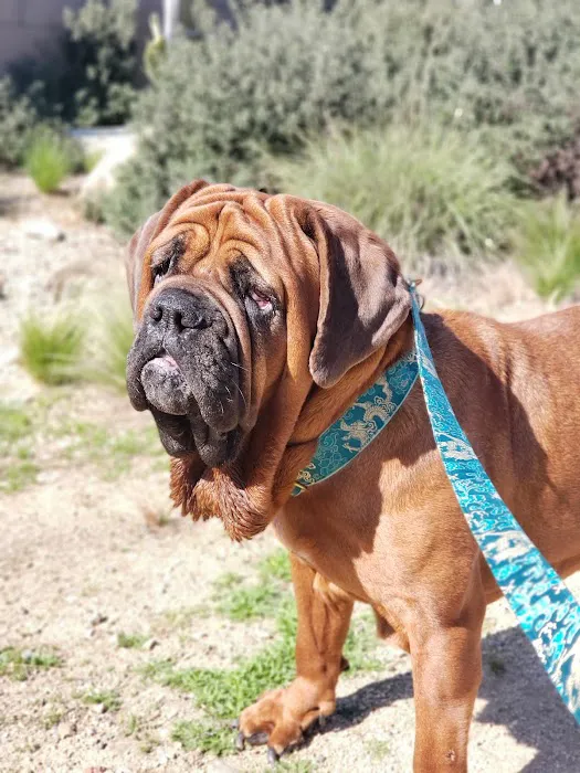 Canyon Animal Hospital Picture 7