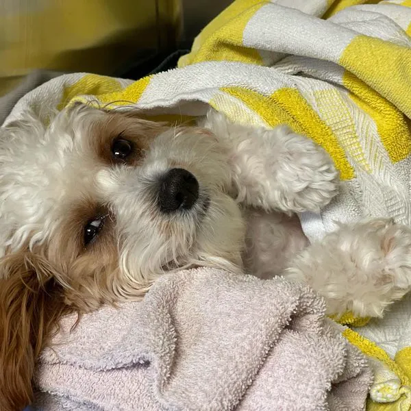 Laguna Beach Veterinary Medical Center Picture 1