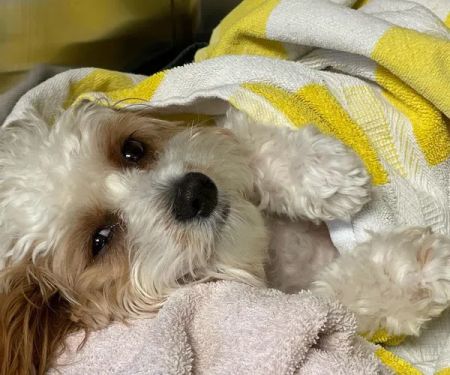 Laguna Beach Veterinary Medical Center