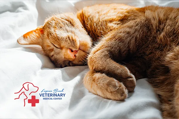 Laguna Beach Veterinary Medical Center Picture 7