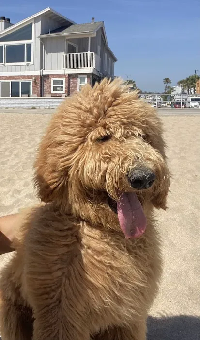 Laguna Beach Veterinary Medical Center Picture 6