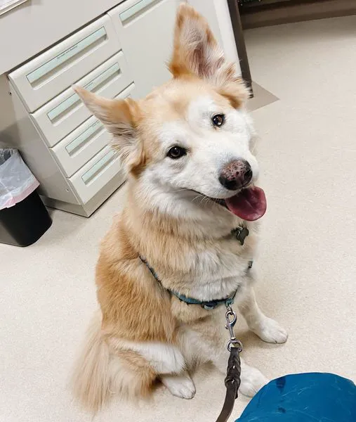 Laguna Beach Veterinary Medical Center Picture 4