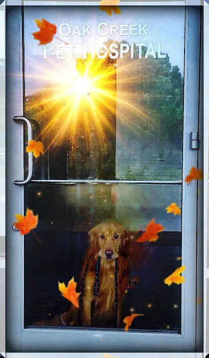 Oak Creek Pet Hospital Picture 6