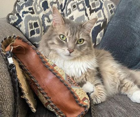 Irvine Valley Veterinary Hospital Emergency