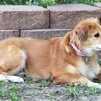 Lakeway Animal Medical and Surgical Clinic ico