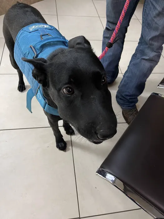 Willis Emergency Animal Clinic Picture 2