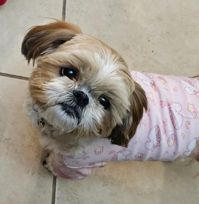 Willis Emergency Animal Clinic Picture 4