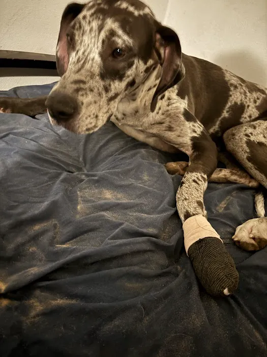 Willis Emergency Animal Clinic Picture 9