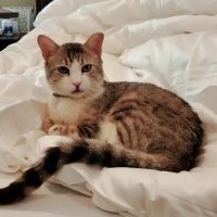 Willis Animal Hospital ico