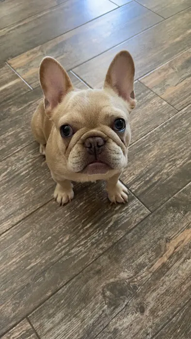Willis Animal Hospital Picture 8