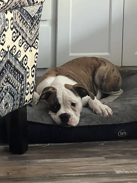Willis Animal Hospital Picture 6