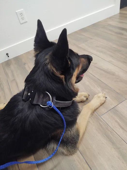 Spring Hill Animal Hospital Picture 2