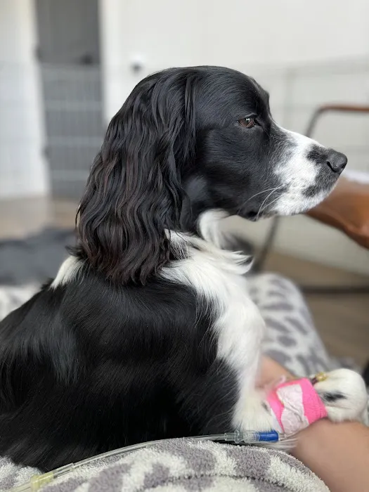 Spring Hill Animal Hospital Picture 1