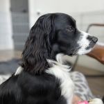 Spring Hill Animal Hospital