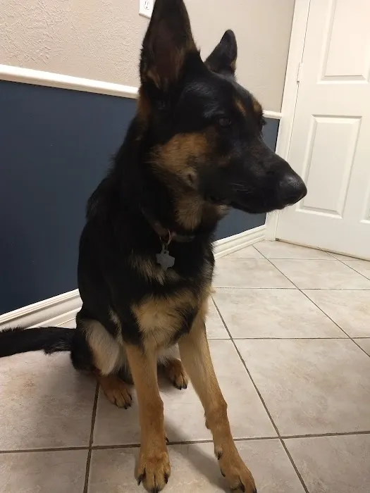Spring Hill Animal Hospital: Curtis Shauna R DVM Picture 3