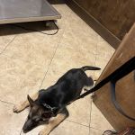 Shady Brook Animal Hospital
