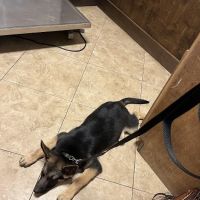 Shady Brook Animal Hospital ico