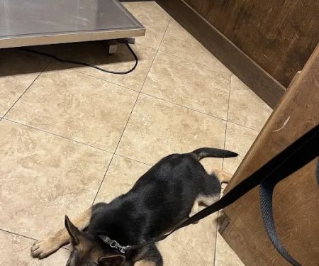 Shady Brook Animal Hospital
